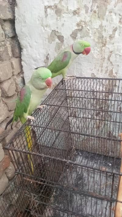 t Young Adult Pair for Sale - Very Health & Active