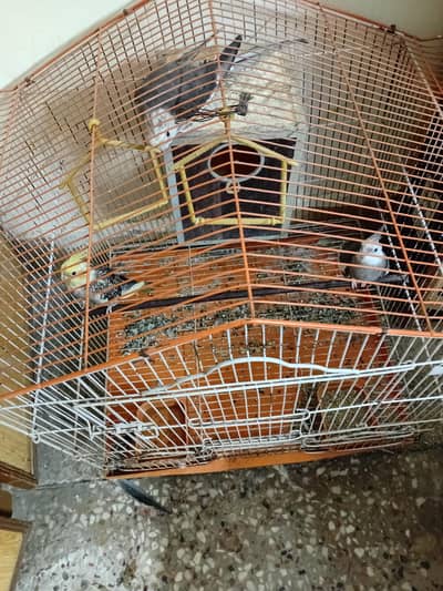 cocktail  3 piece  for sale parrot