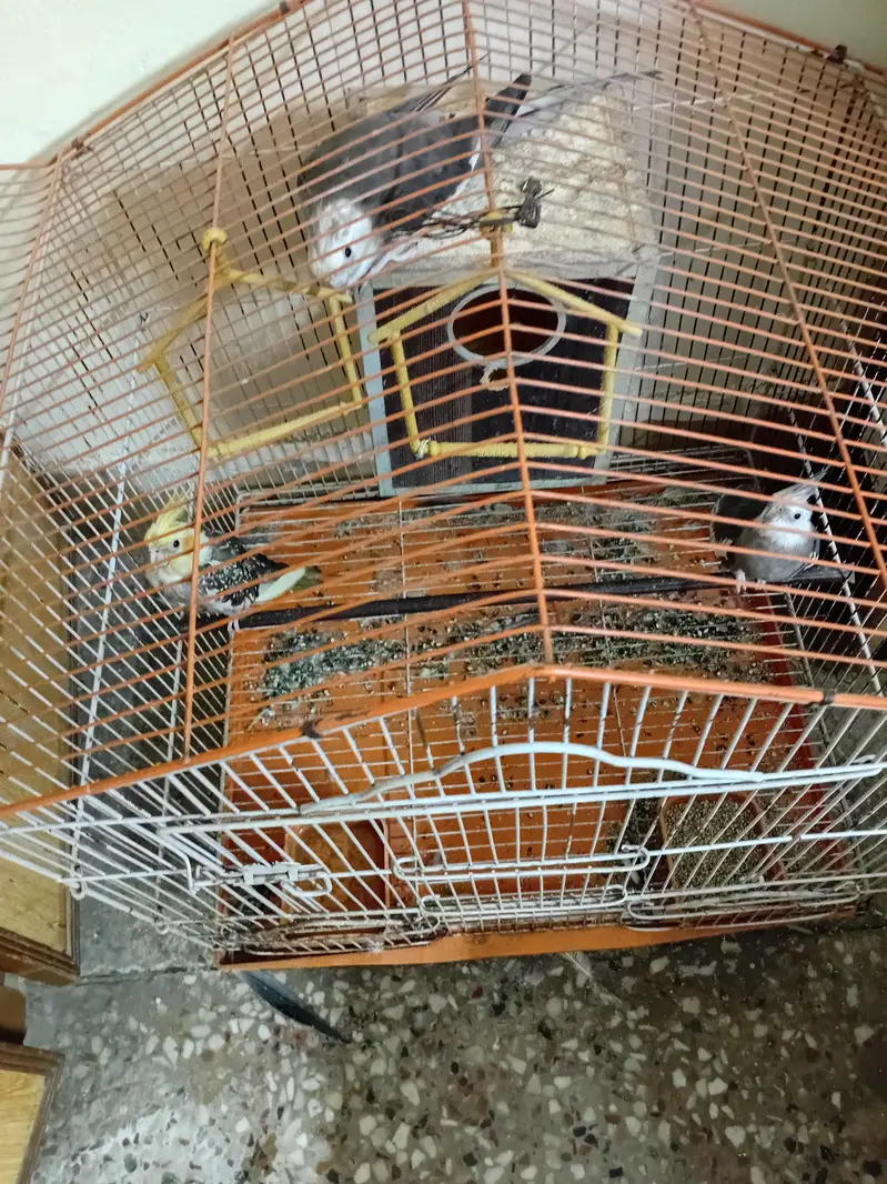 cocktail  3 piece  for sale parrot — photo 2