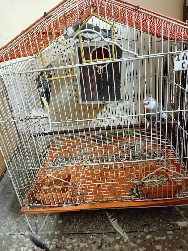 cocktail  3 piece  for sale parrot — photo 3