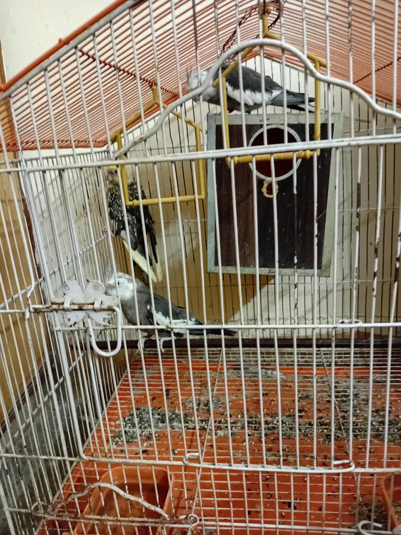 cocktail  3 piece  for sale parrot — photo 4