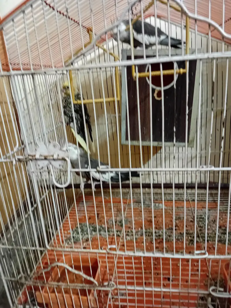 cocktail  3 piece  for sale parrot — photo 5