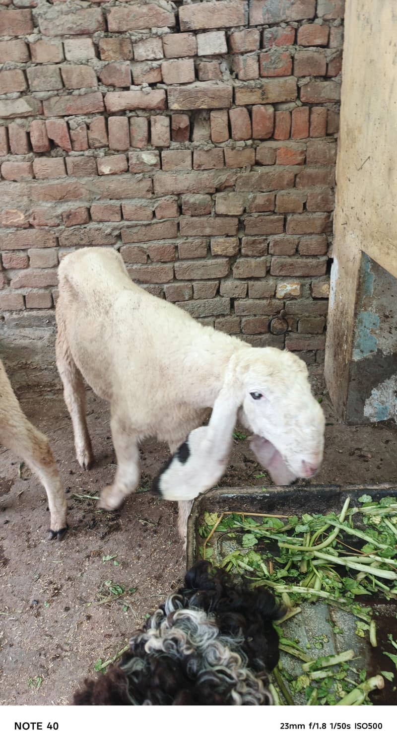 سفید بھیڑ کی خوبصورتی 3