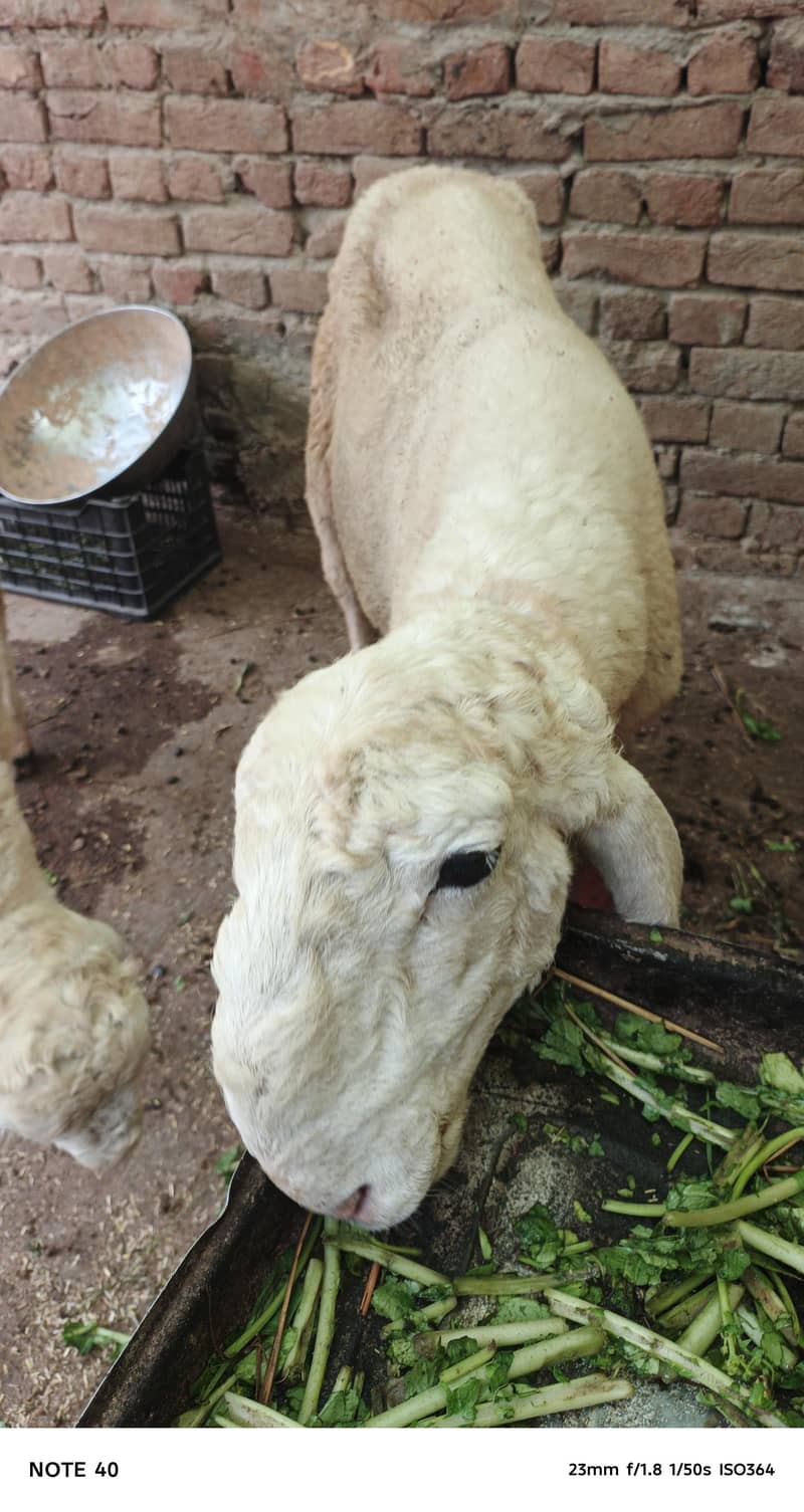 سفید بھیڑ کی خوبصورتی 4