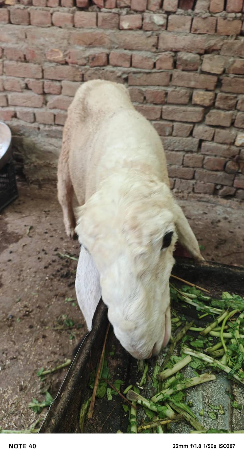 سفید بھیڑ کی خوبصورتی 5