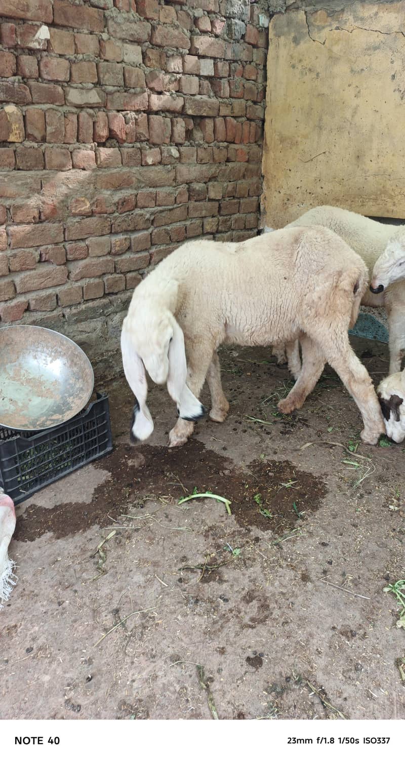 سفید بھیڑ کی خوبصورتی 7