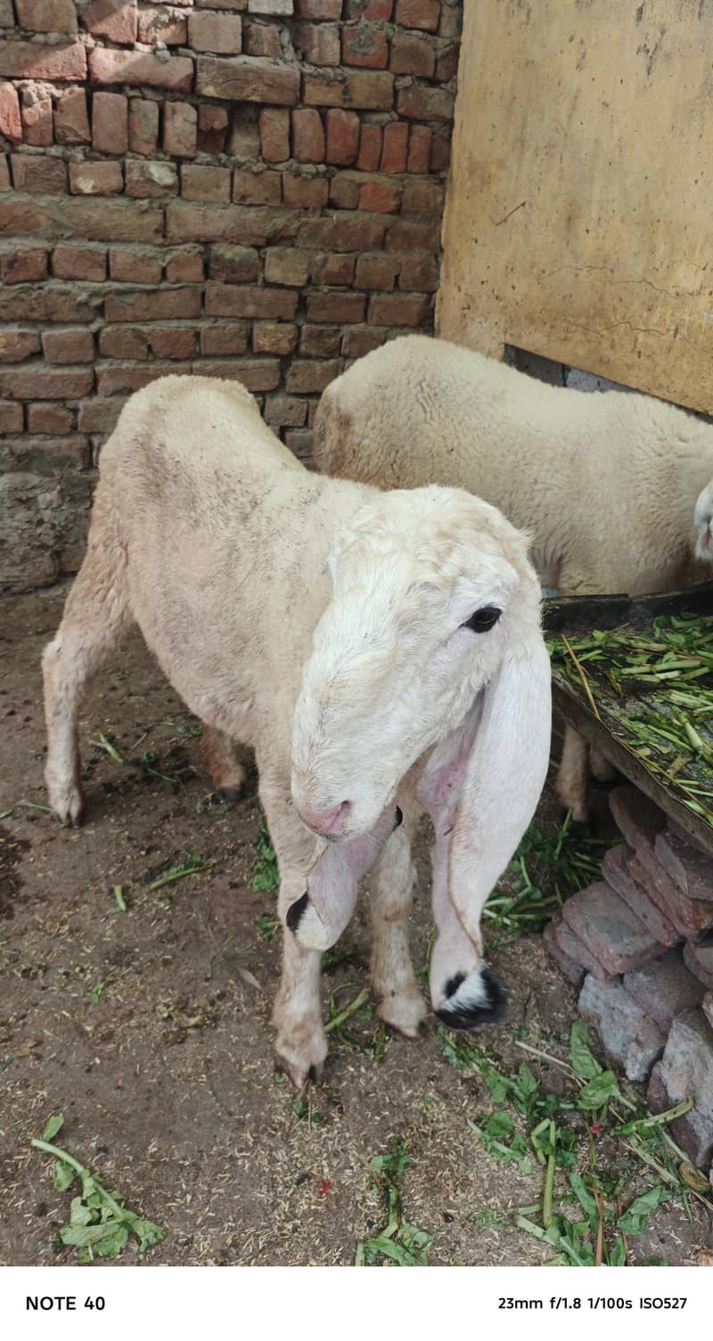 سفید بھیڑ کی خوبصورتی 8
