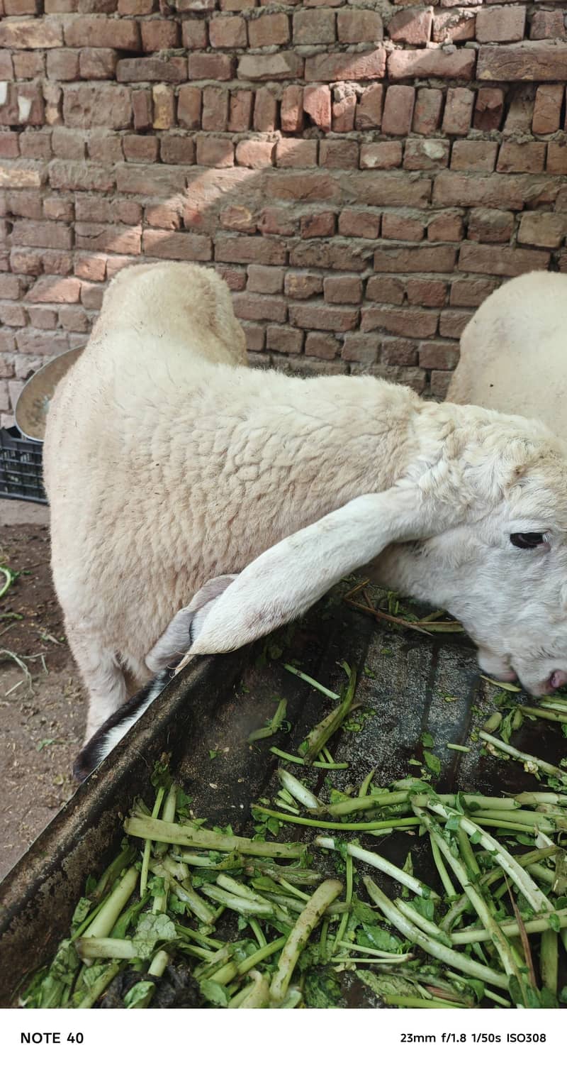 سفید بھیڑ کی خوبصورتی 9