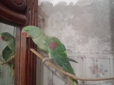 raw parrot female talking,hand tame.