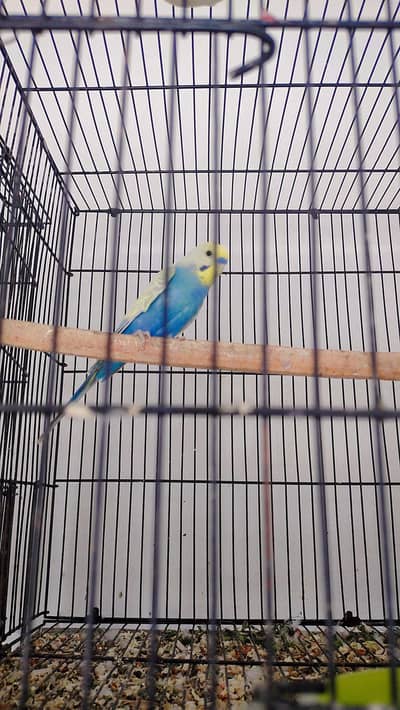 Rainbow Male