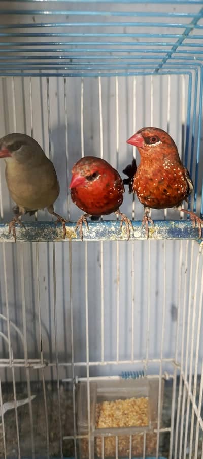 strawberry finches