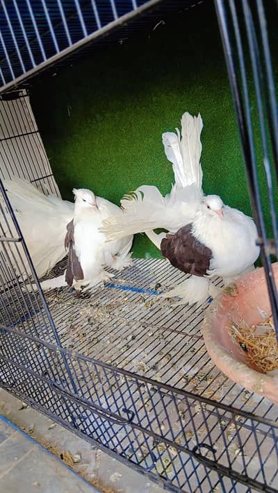 Top quality saddle Faintail pigeons lakky rostov tumbler