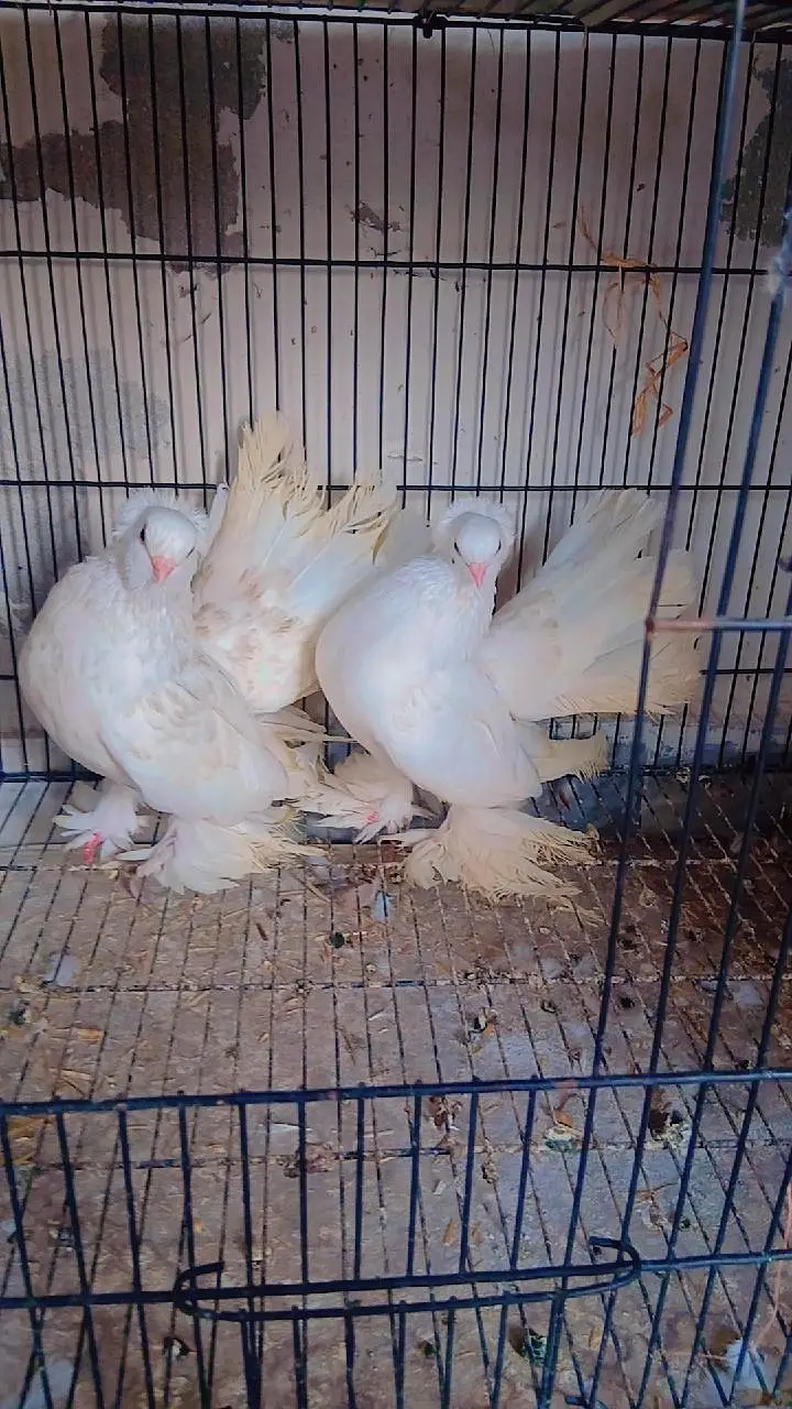 Top quality saddle Faintail pigeons lakky rostov tumbler — photo 3