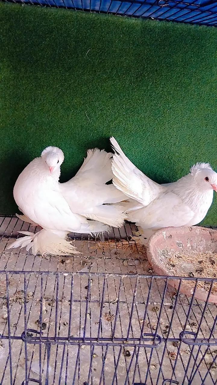 Top quality saddle Faintail pigeons lakky rostov tumbler — photo 4