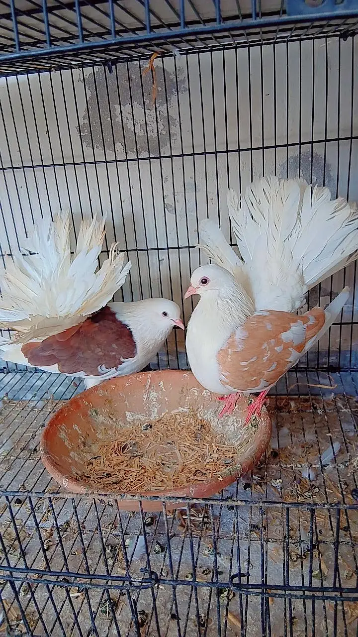 Top quality saddle Faintail pigeons lakky rostov tumbler — photo 5