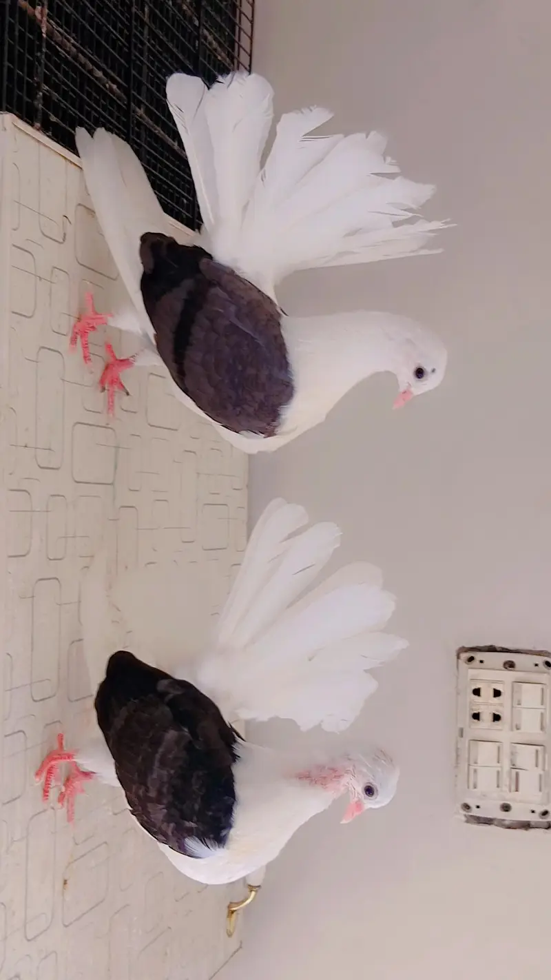 Top quality saddle Faintail pigeons lakky rostov tumbler — photo 6
