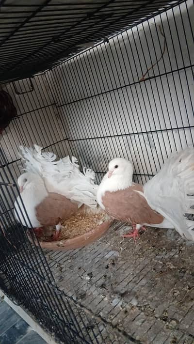 Top quality saddle Faintail pigeons lakky rostov tumbler