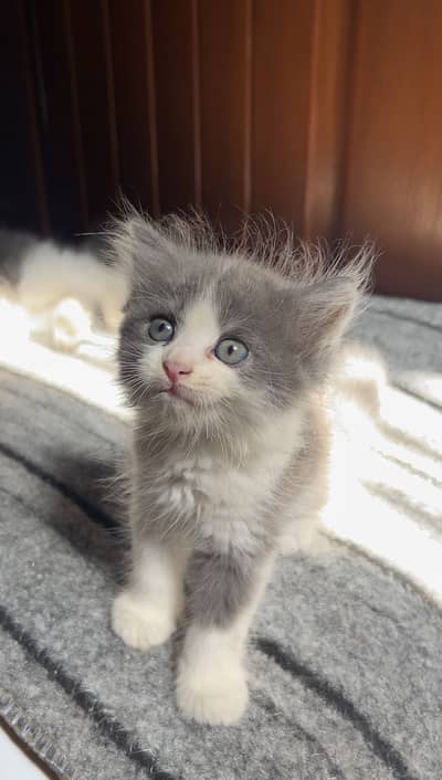 Persian Kittens
