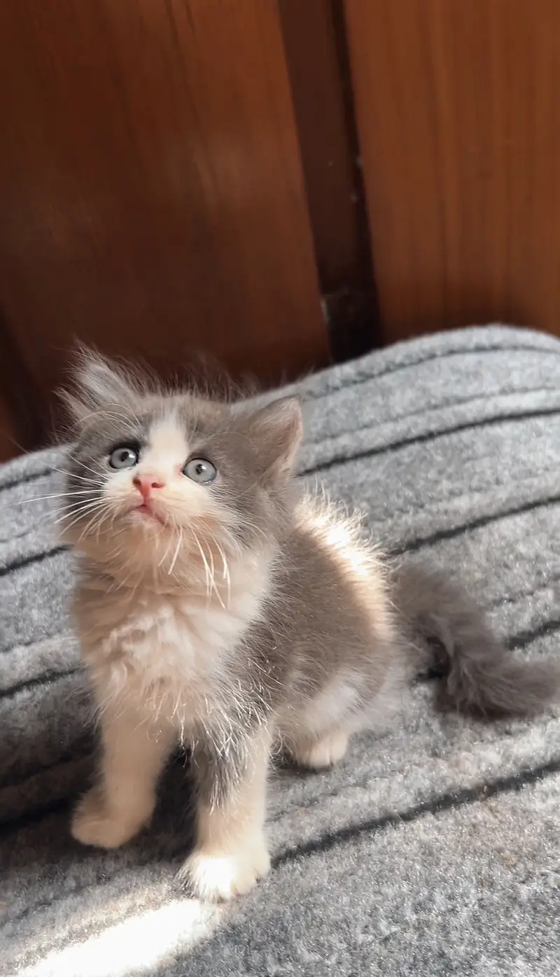 Persian Kittens — photo 2