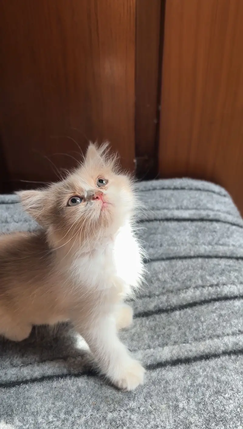 Persian Kittens — photo 3
