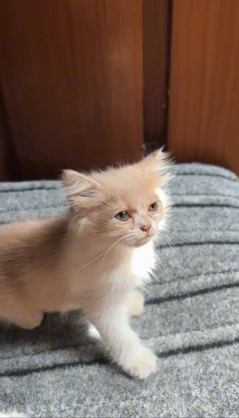 Persian Kittens — photo 4