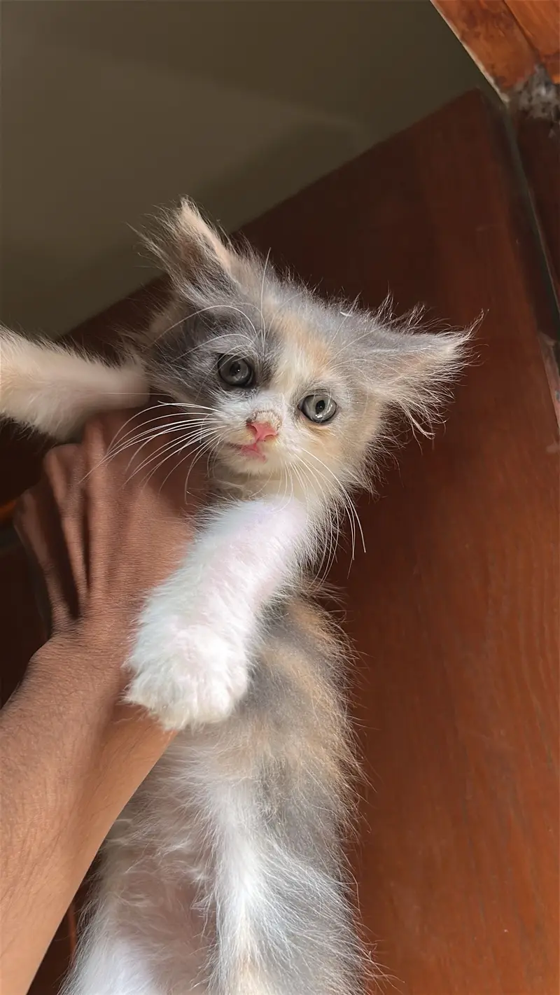 Persian Kittens — photo 5