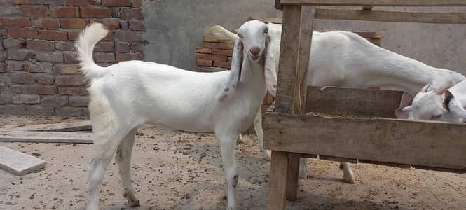Teddy pure goats / rajan Puri goat/ betal nasal goats