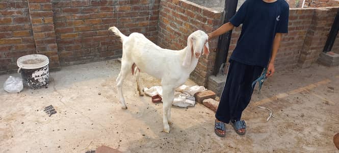 Rajan Puri goat/ betal l goats/Teddy pure goats