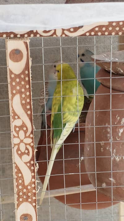 Australian Budgies / Parrots – 6 Pairs Available