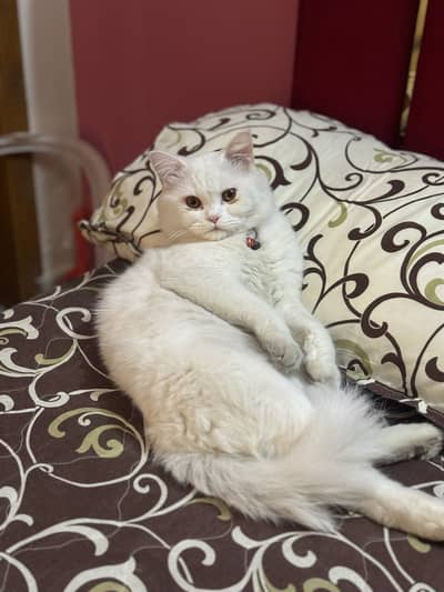 Male Cat
