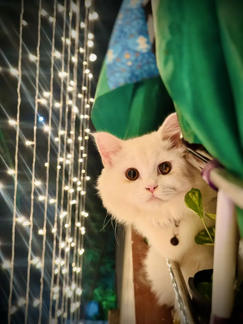 Male Cat — photo 2