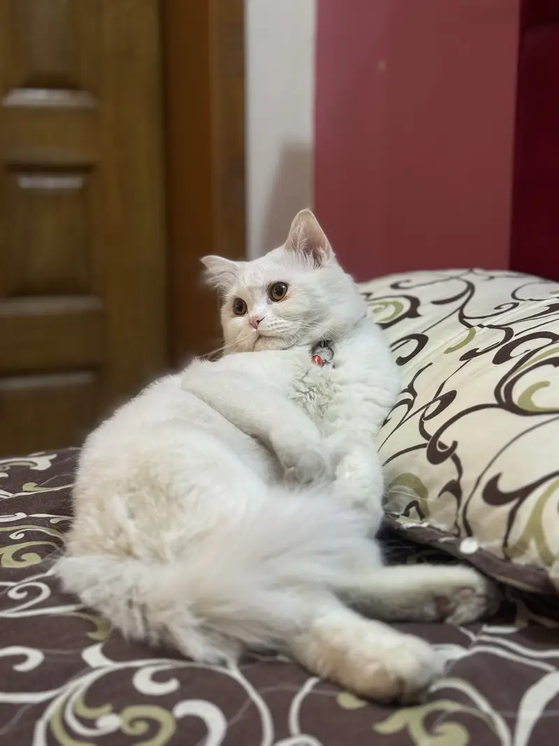 Male Cat — photo 3