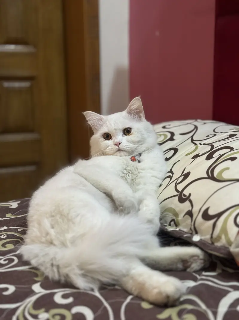 Male Cat — photo 4