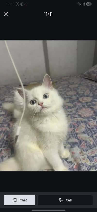 all breed cats available on this platfoam