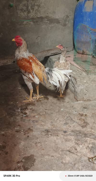 peela salta patha miwali slati hen eggs and chicks available