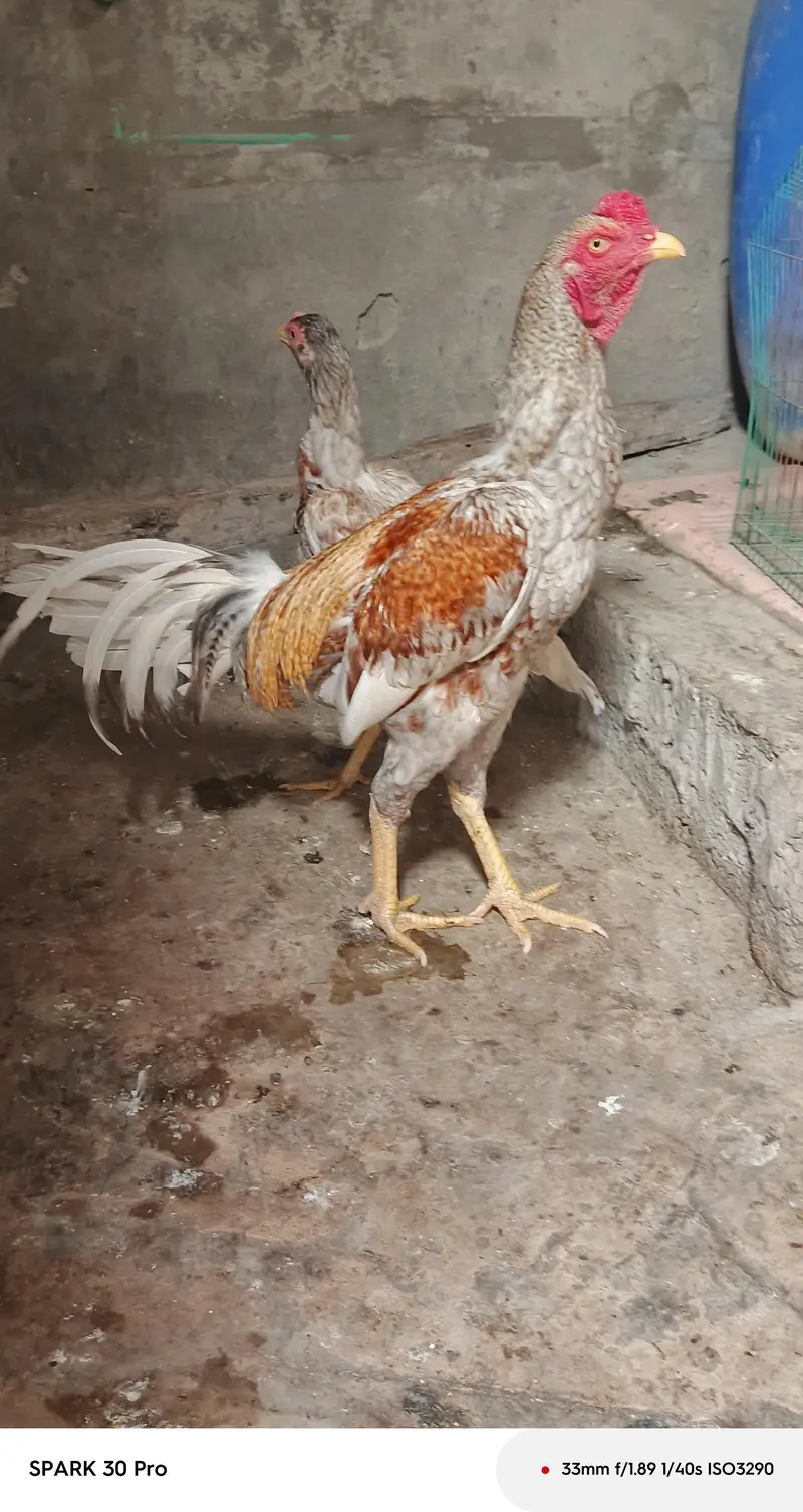 peela salta patha miwali slati hen eggs and chicks available — photo 2