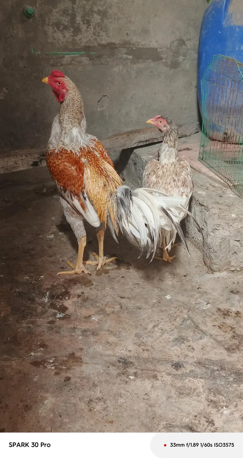 peela salta patha miwali slati hen eggs and chicks available — photo 3
