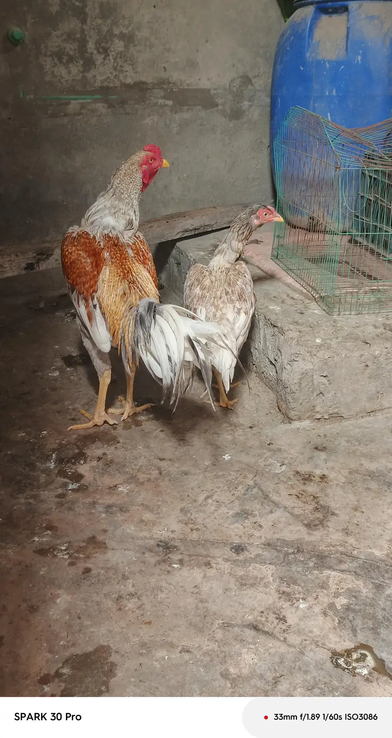 peela salta patha miwali slati hen eggs and chicks available — photo 4
