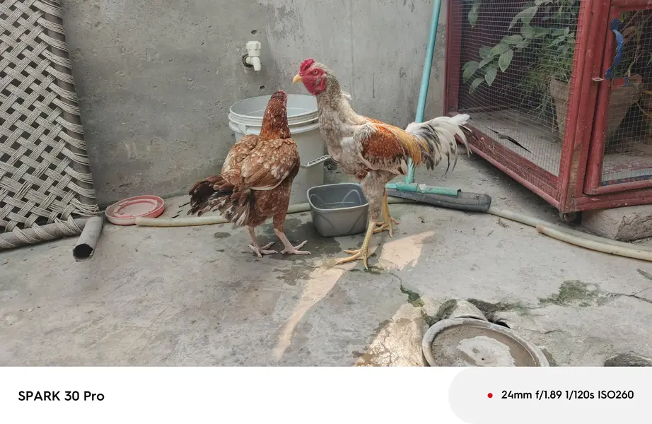 peela salta patha miwali slati hen eggs and chicks available — photo 7