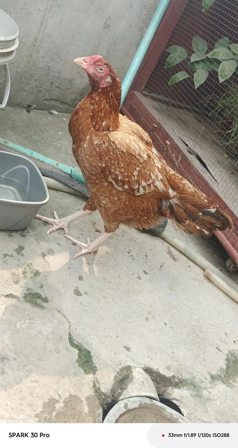 peela salta patha miwali slati hen eggs and chicks available — photo 8
