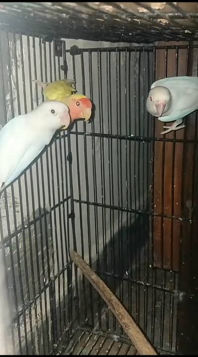 pairr love birds albino
