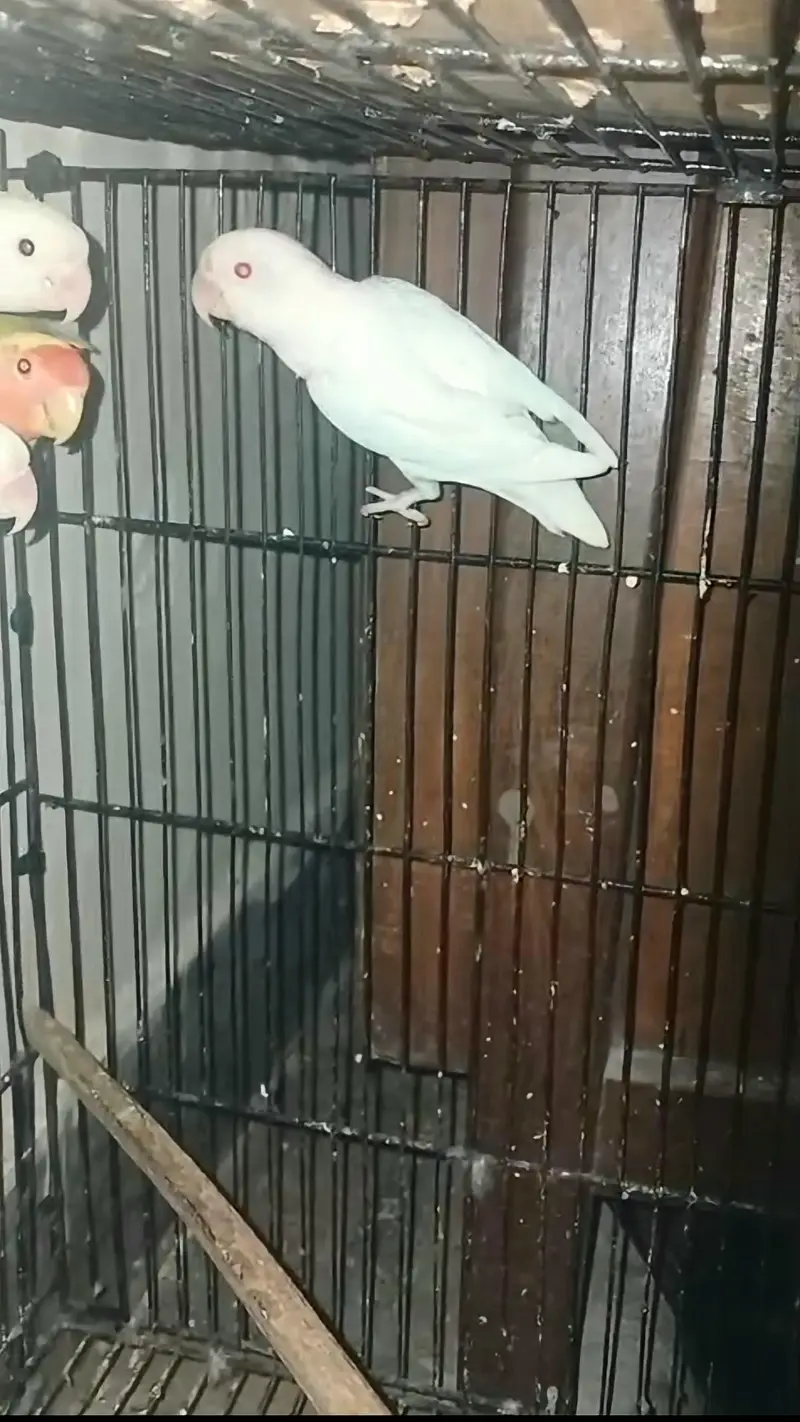 pairr love birds albino — photo 2