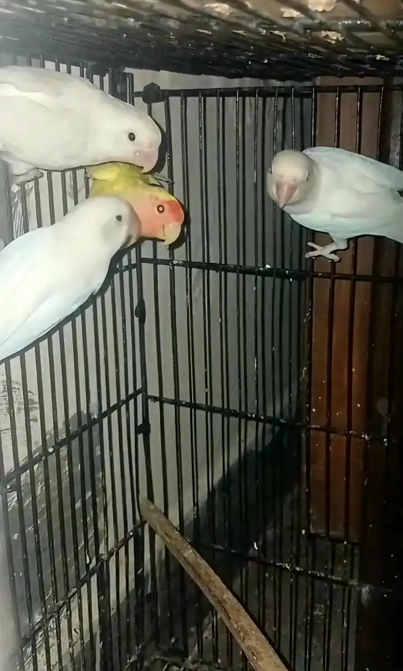 pairr love birds albino — photo 3