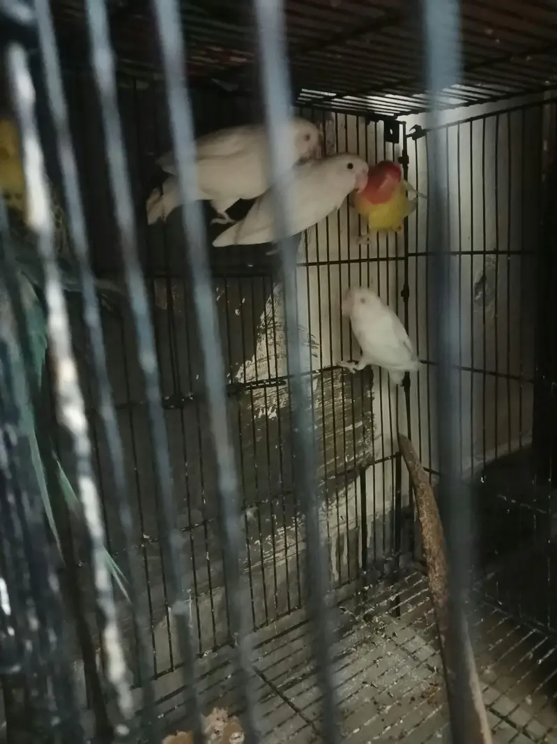 pairr love birds albino — photo 4