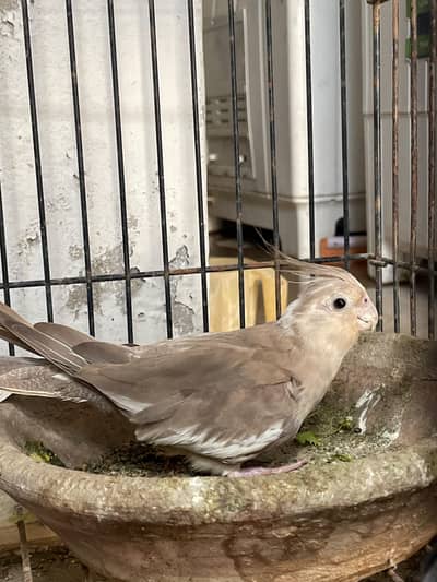 Eno breeders healthy pair for sale