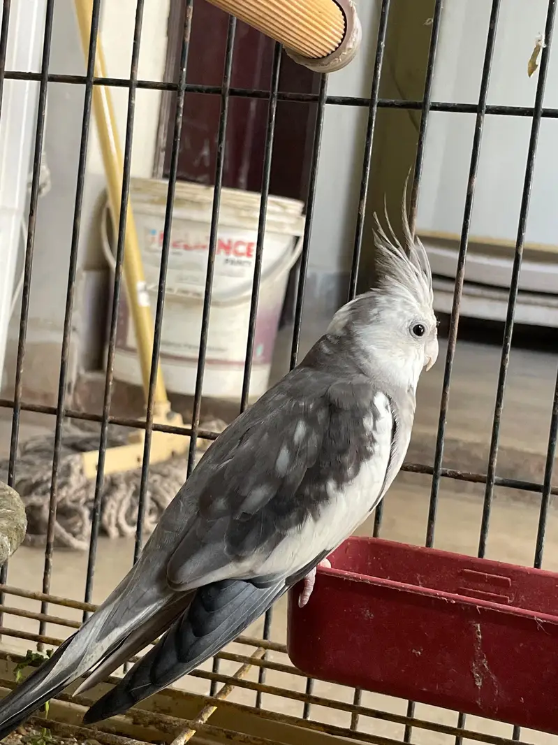 Eno breeders healthy pair for sale — photo 2