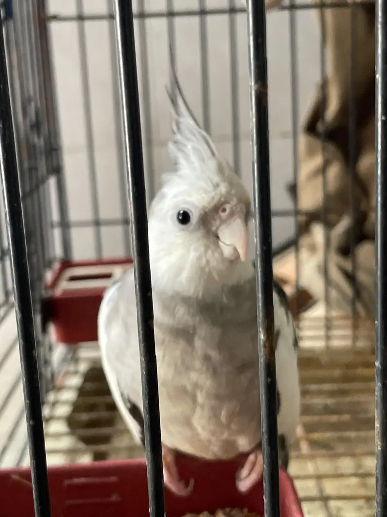 Eno breeders healthy pair for sale — photo 3