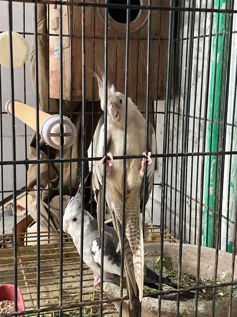 Eno breeders healthy pair for sale — photo 4