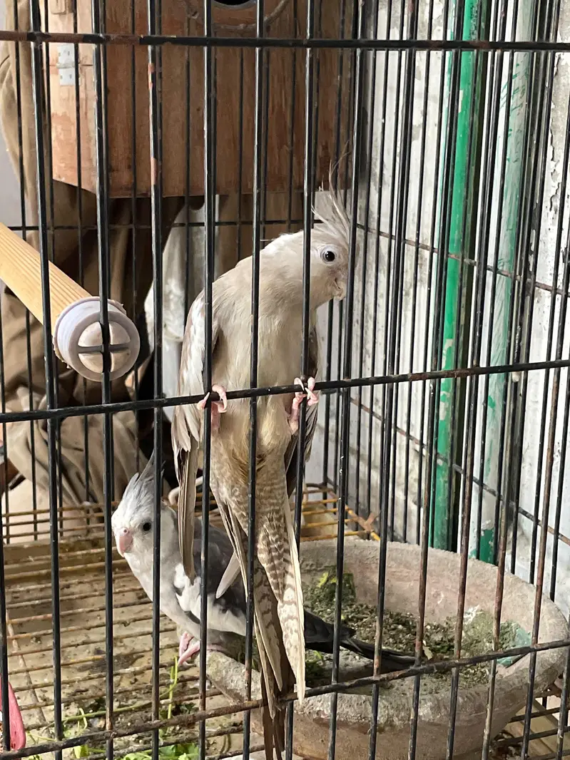 Eno breeders healthy pair for sale — photo 5