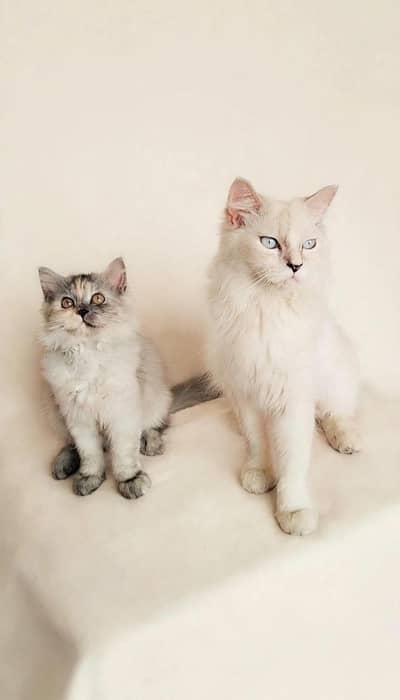 Persian kitten For Sale
